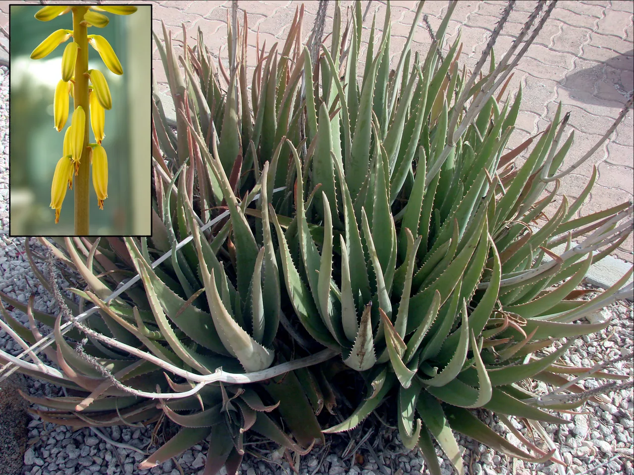 Aloe vera with thick fleshy green leaves with serrated edges in a terracotta pot