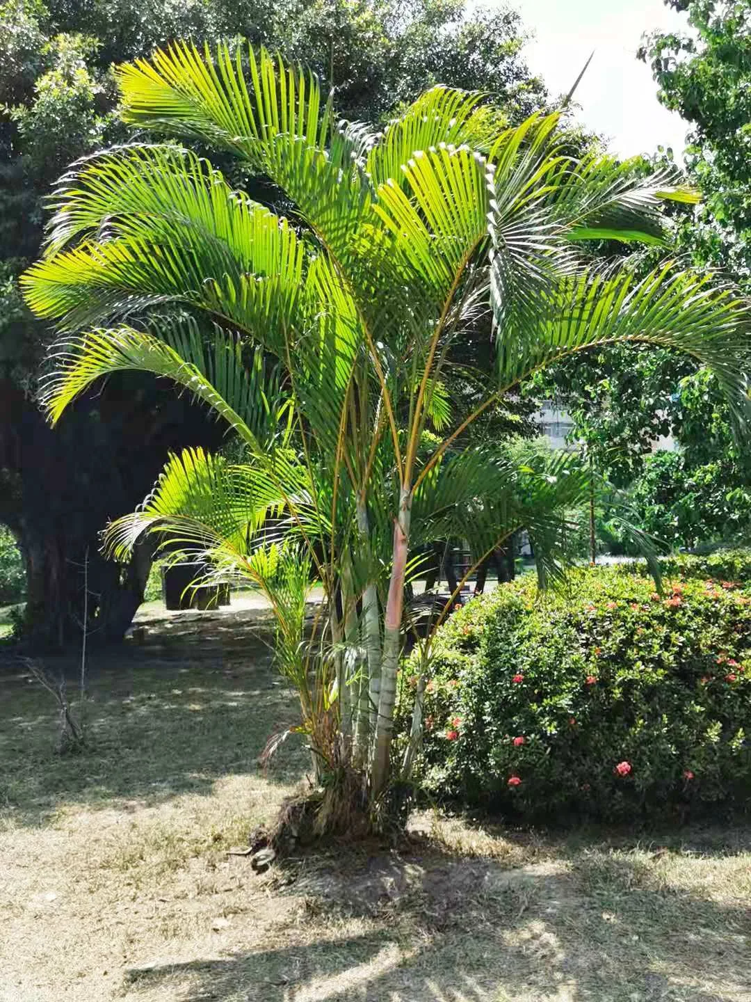 Areca palm with arching feathery yellow-green fronds clumping in a large floor pot