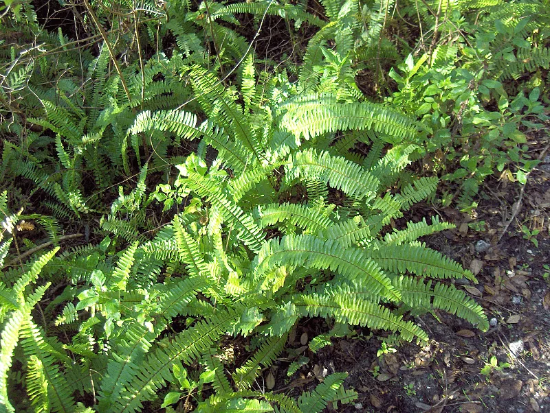 Boston fern with arching feathery green fronds in a hanging basket