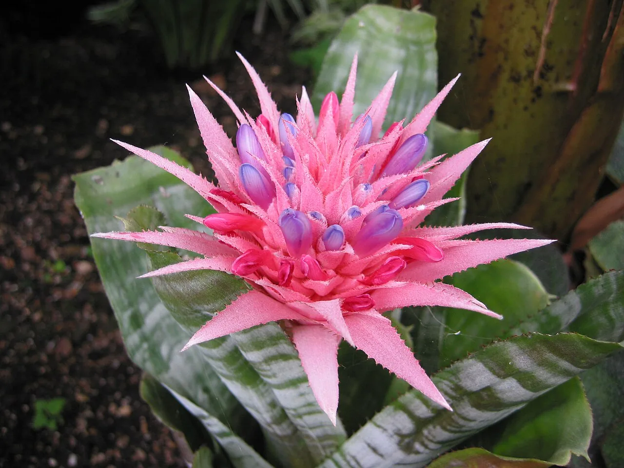 Bromeliad with pink inflorescence rising from a rosette of arching striped grey-green leaves