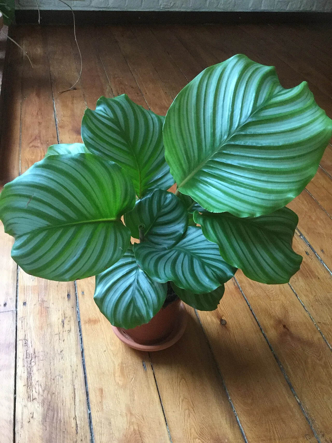 Calathea orbifolia with large round silver-striped green leaves