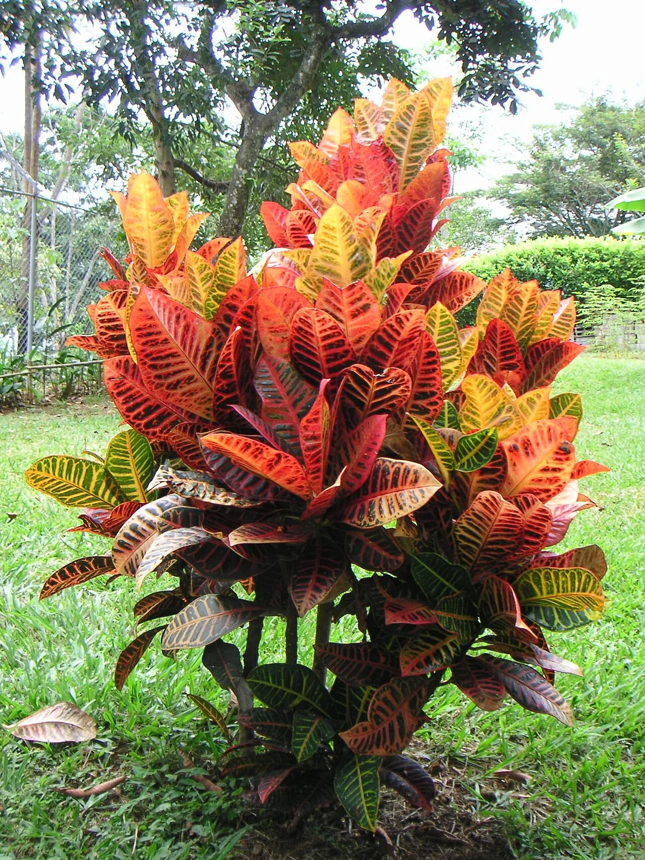 Croton with bold variegated leaves in red, orange, yellow, and green on woody stems