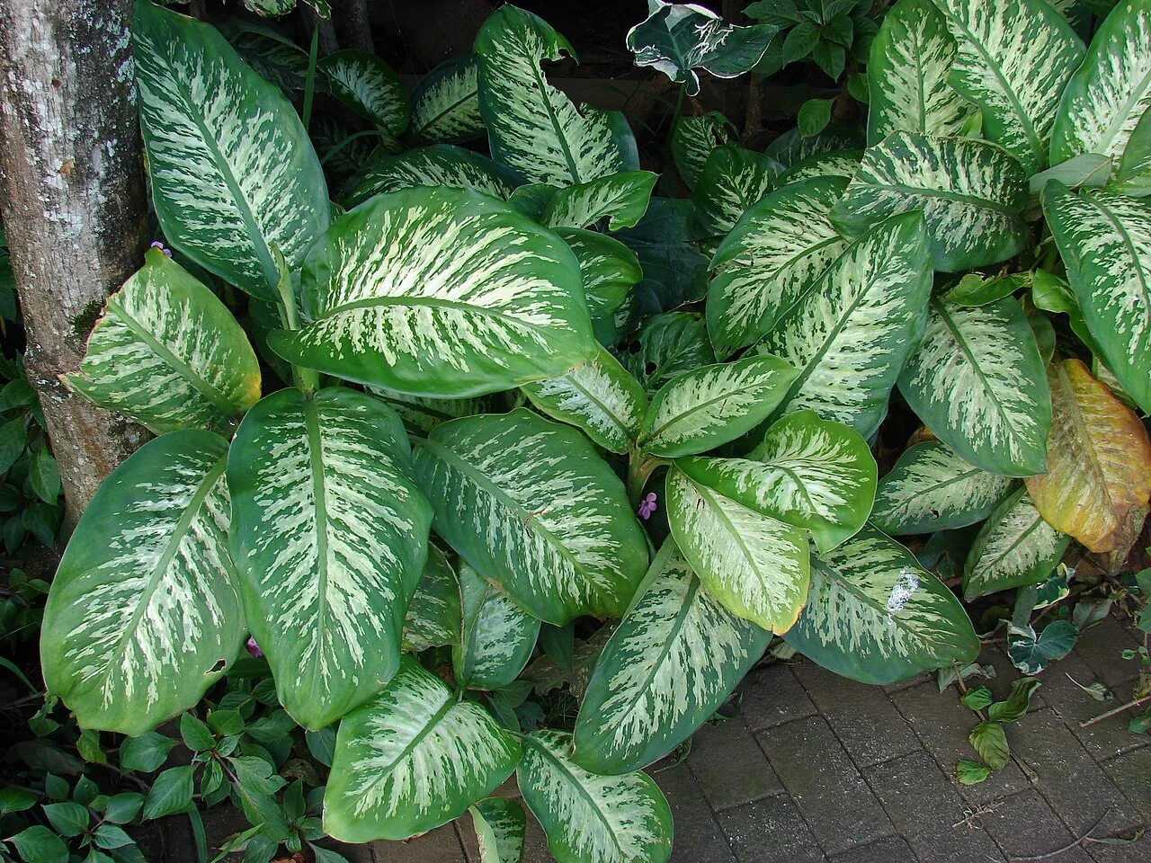 Dieffenbachia with large oval green leaves splashed with cream-yellow variegation in a pot