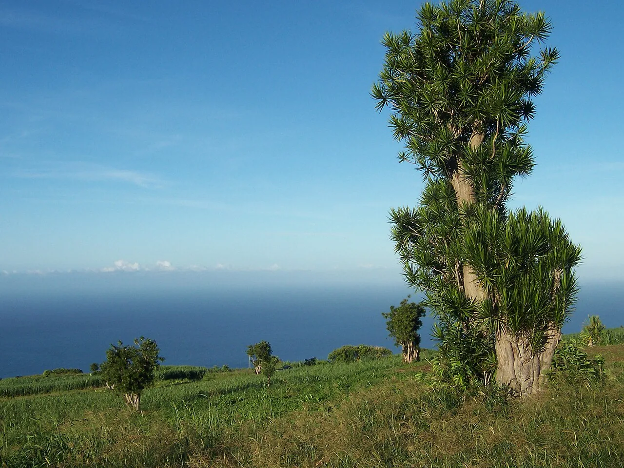 Dragon Tree with sword-shaped green leaves edged in red on a tall slender woody trunk