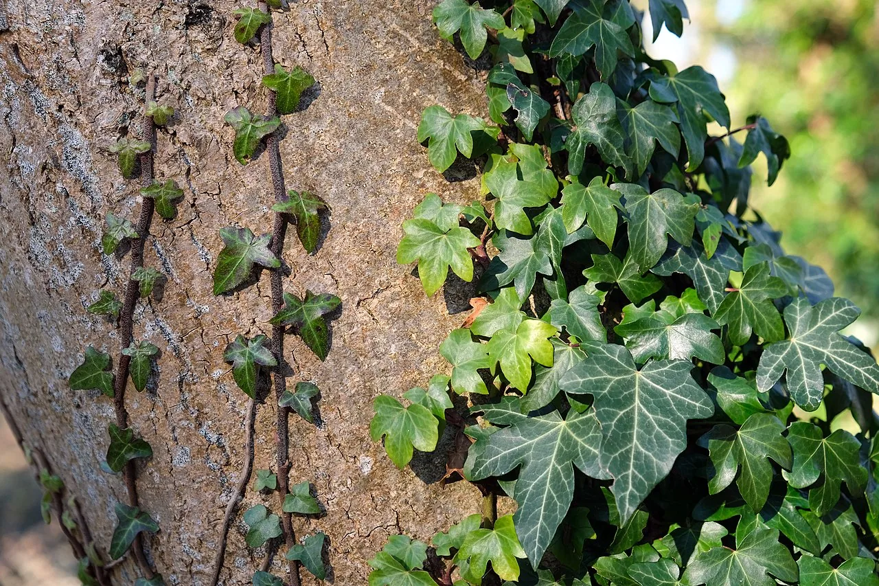 English ivy with variegated three-lobed leaves trailing from a hanging basket