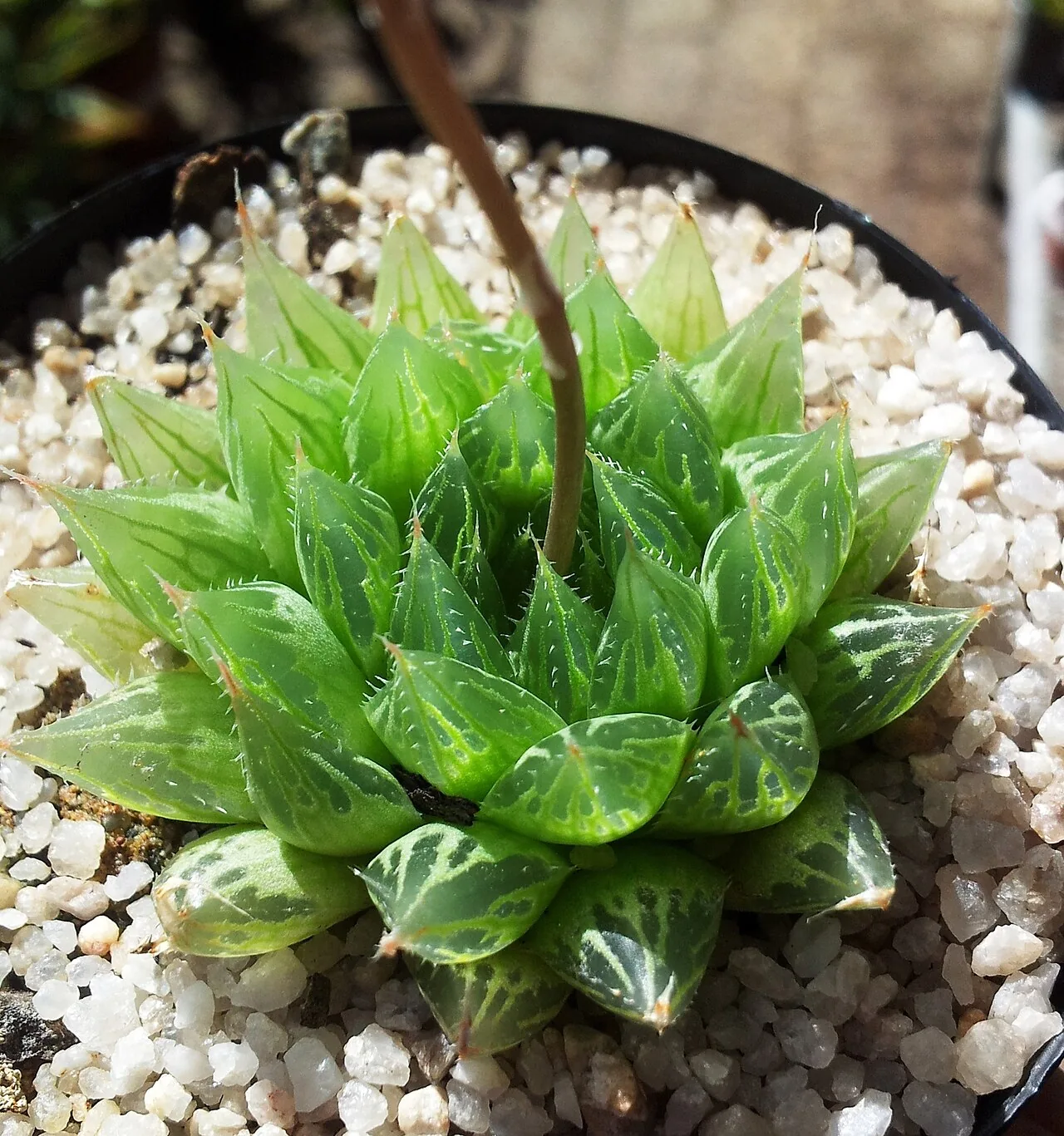 Haworthia (Haworthia cooperi)