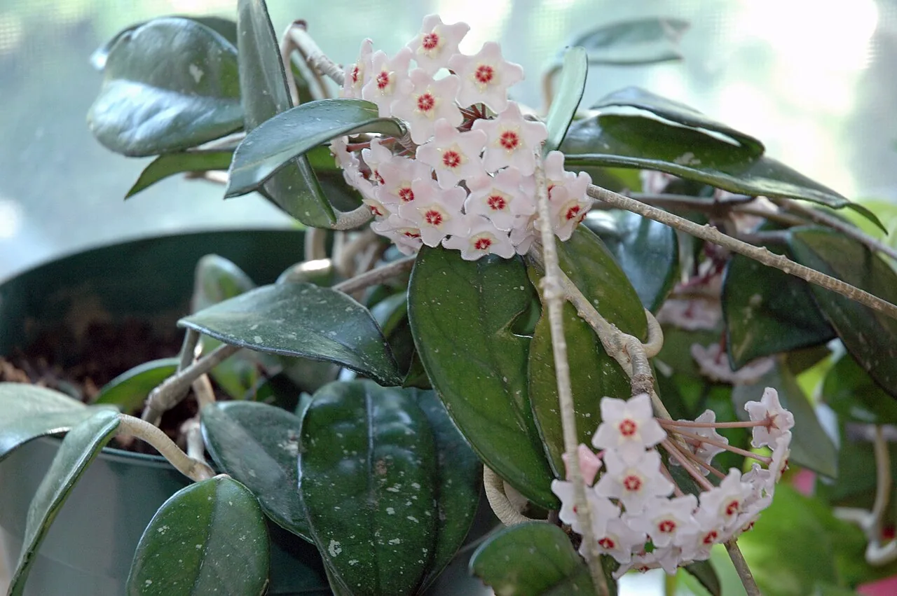 Hoya carnosa with thick waxy oval leaves and clusters of star-shaped pink flowers trailing from a hanging pot
