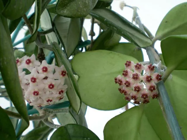 Hoya Kerrii with thick succulent heart-shaped green leaves trailing from a small pot