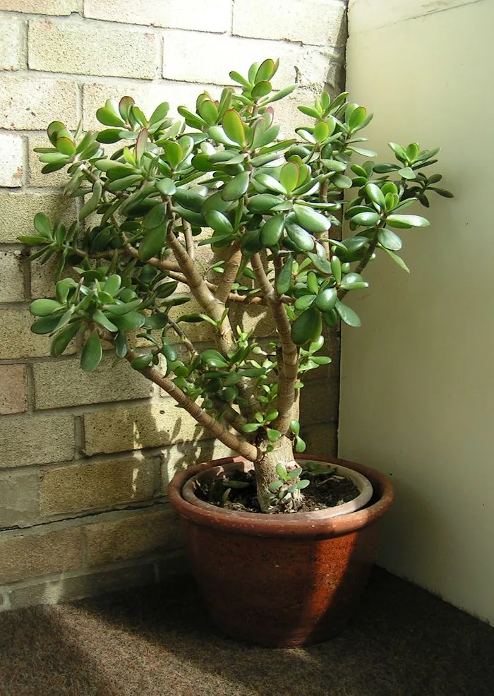 Jade plant with thick oval glossy green leaves and woody trunk in a terracotta pot