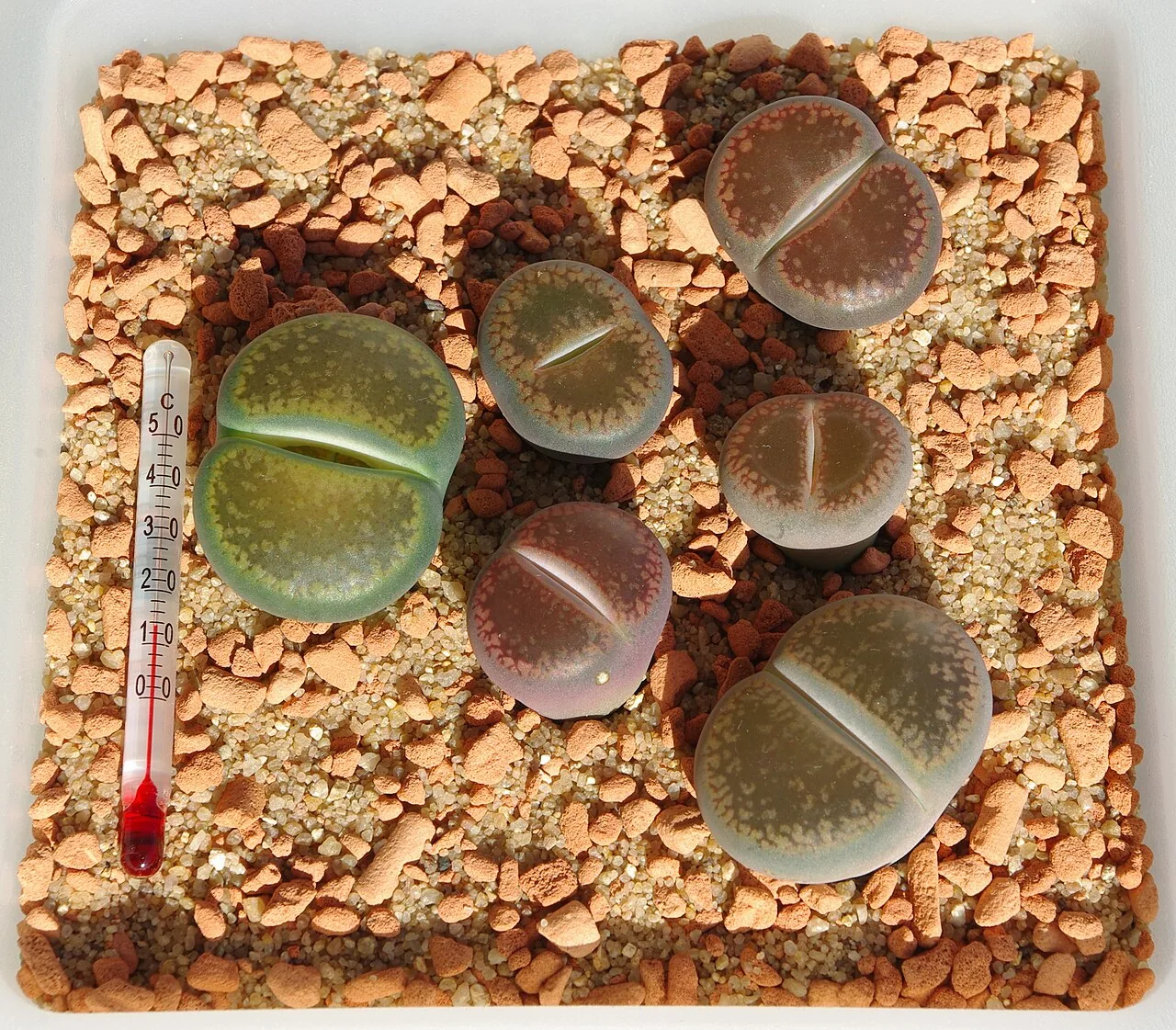 Lithops (Lithops aucampiae)