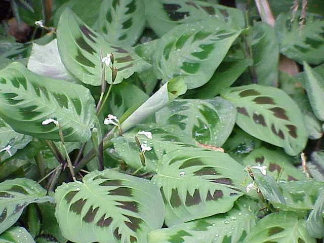 Maranta leuconeura with oval green leaves featuring distinctive red veining and herringbone pattern