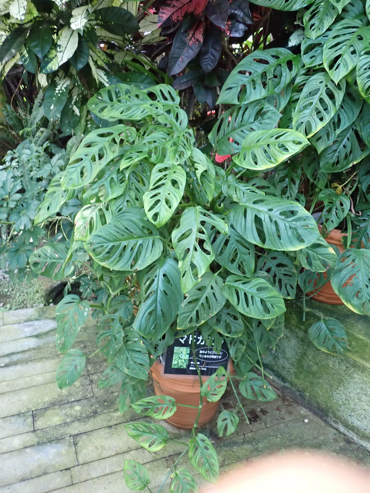 Mature Monstera adansonii in a terracotta pot with fenestrated heart-shaped leaves cascading down, photographed at Hyogo Prefectural Flower Center, Japan