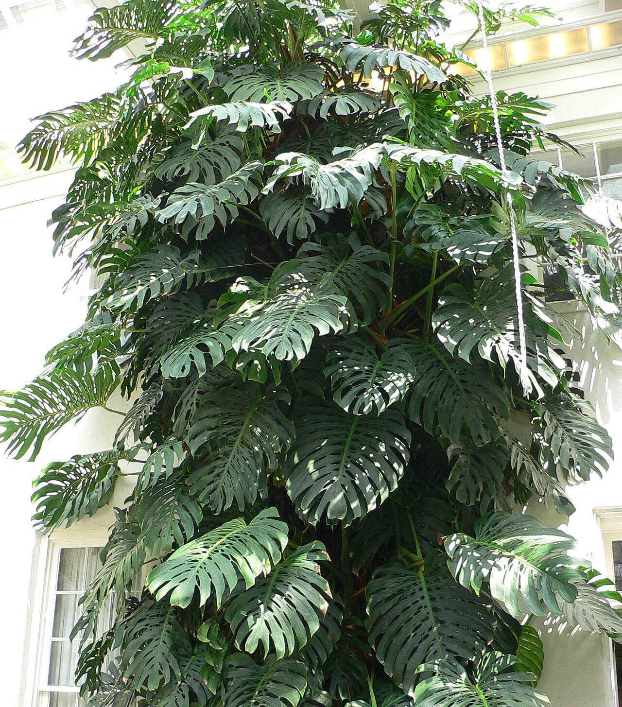 Mature Monstera deliciosa with fenestrated leaves in indoor setting