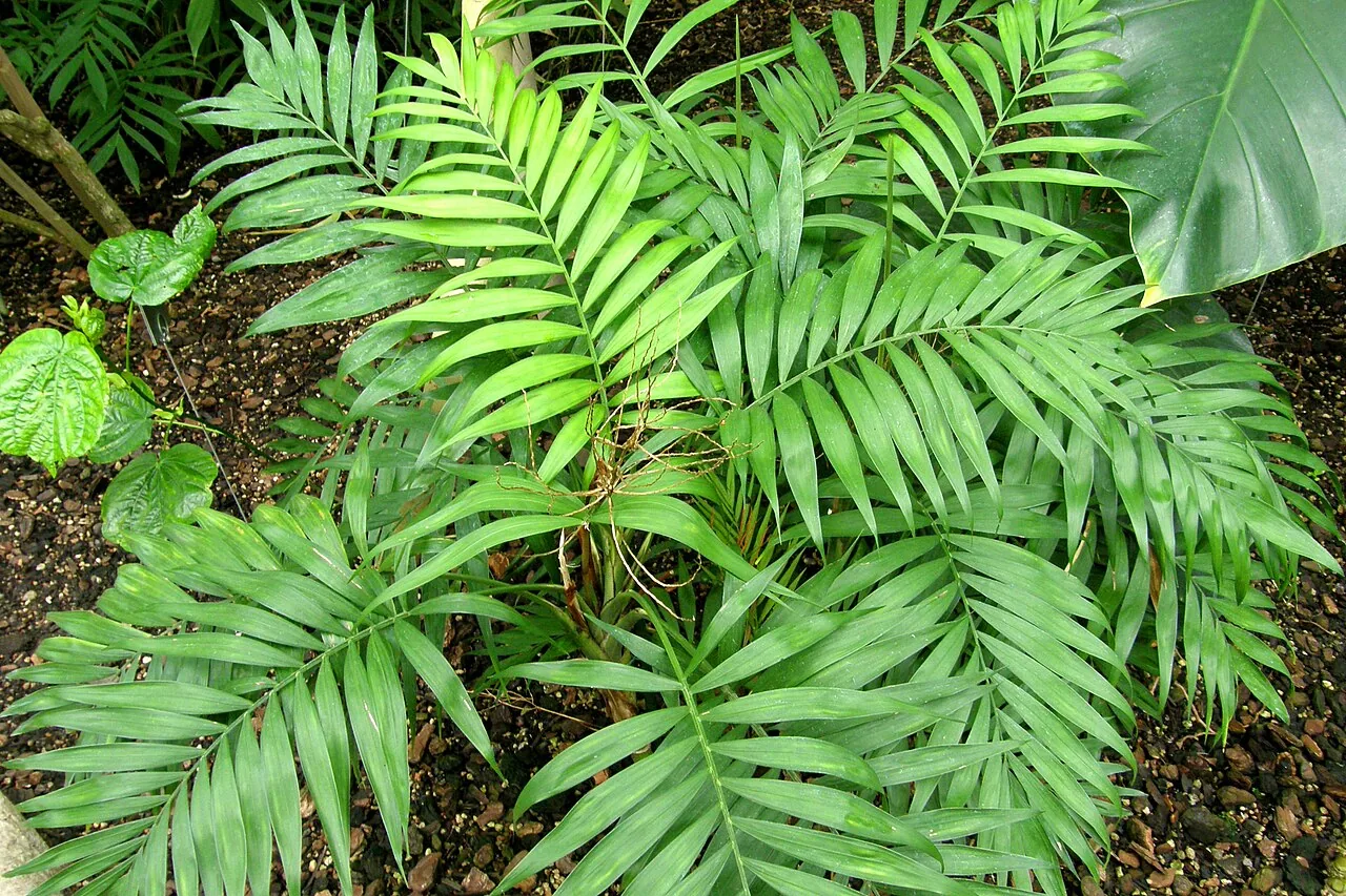 Parlor Palm with delicate arching dark green fronds in a small ceramic pot