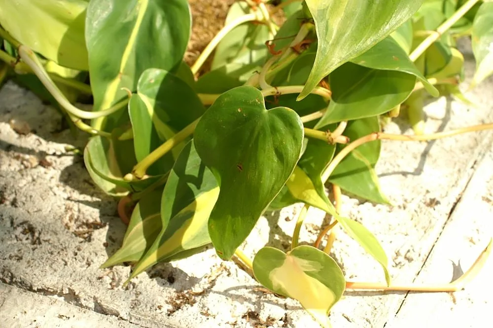 Philodendron Brasil with heart-shaped leaves featuring central yellow-green stripes against deeper green margins, trailing from a pot