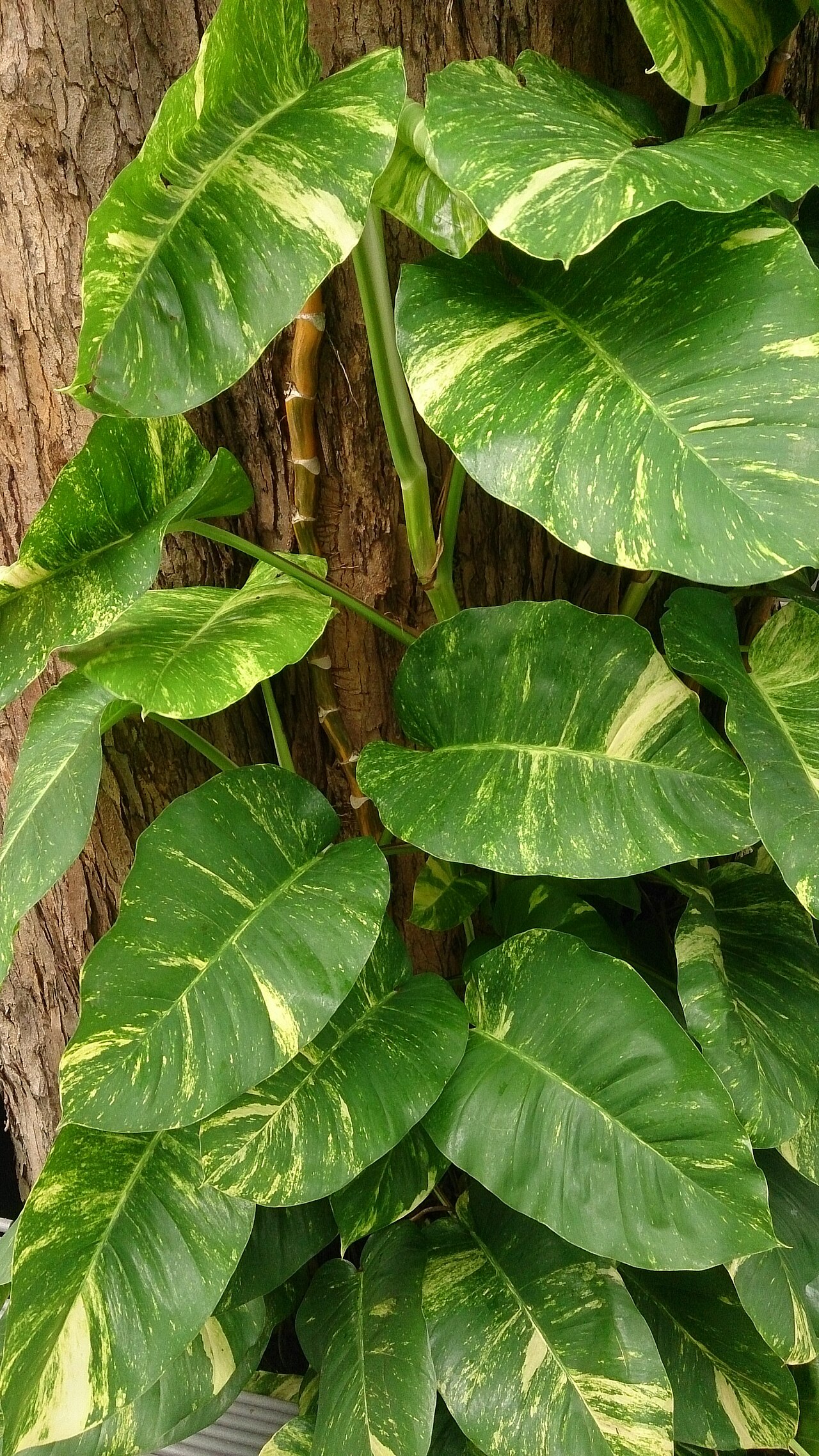 Golden Pothos with variegated yellow and green heart-shaped leaves