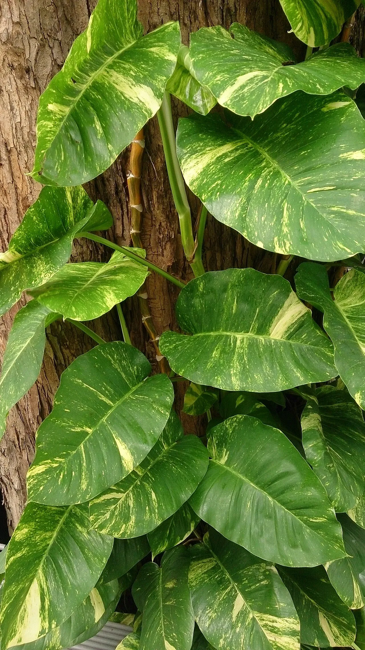 Golden Pothos with variegated yellow and green heart-shaped leaves