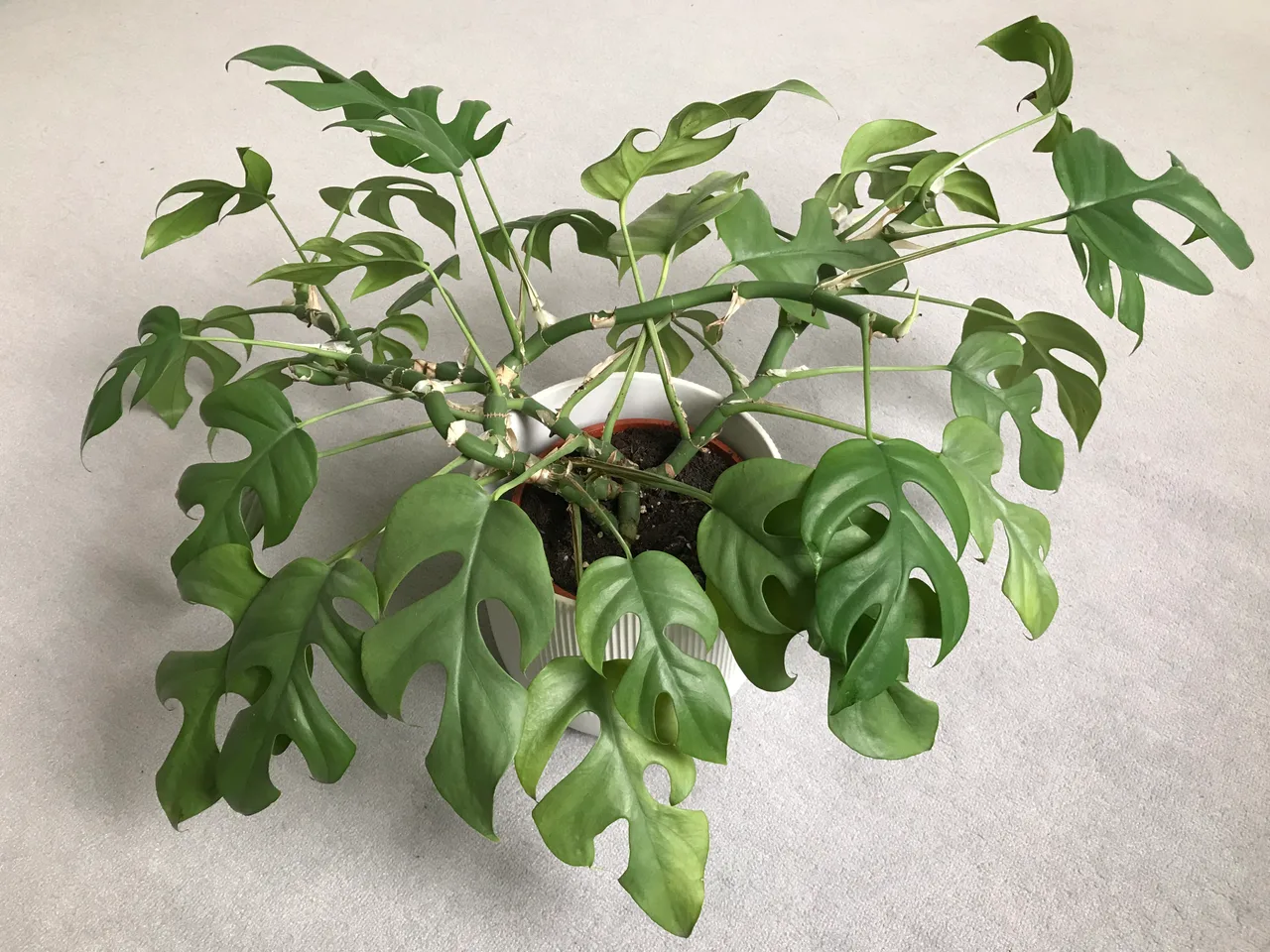 Rhaphidophora tetrasperma (Mini Monstera) in a small indoor pot showing characteristic split-fingered young leaves