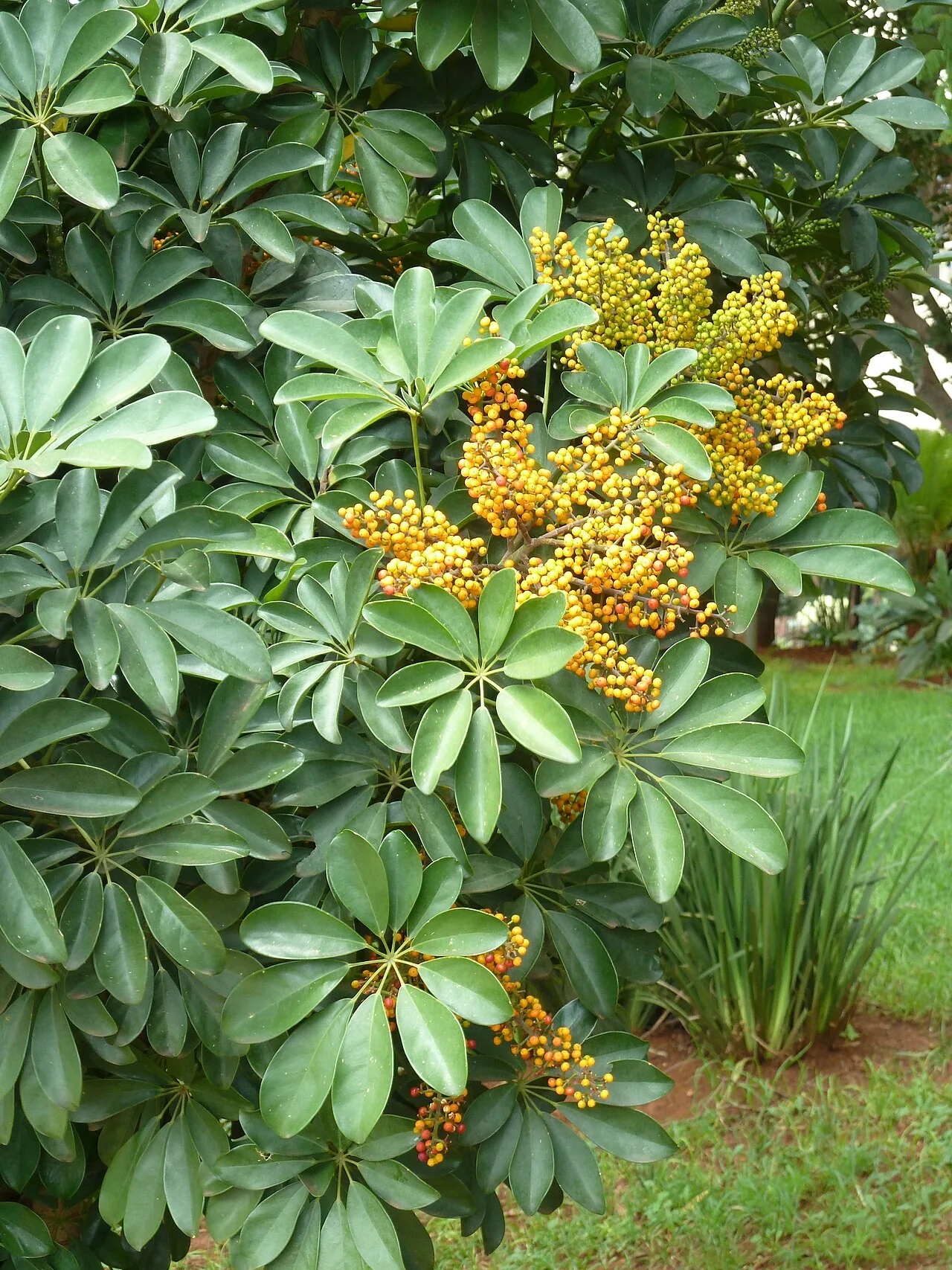 Schefflera arboricola with glossy green leaves arranged like umbrella spokes on a slender trunk