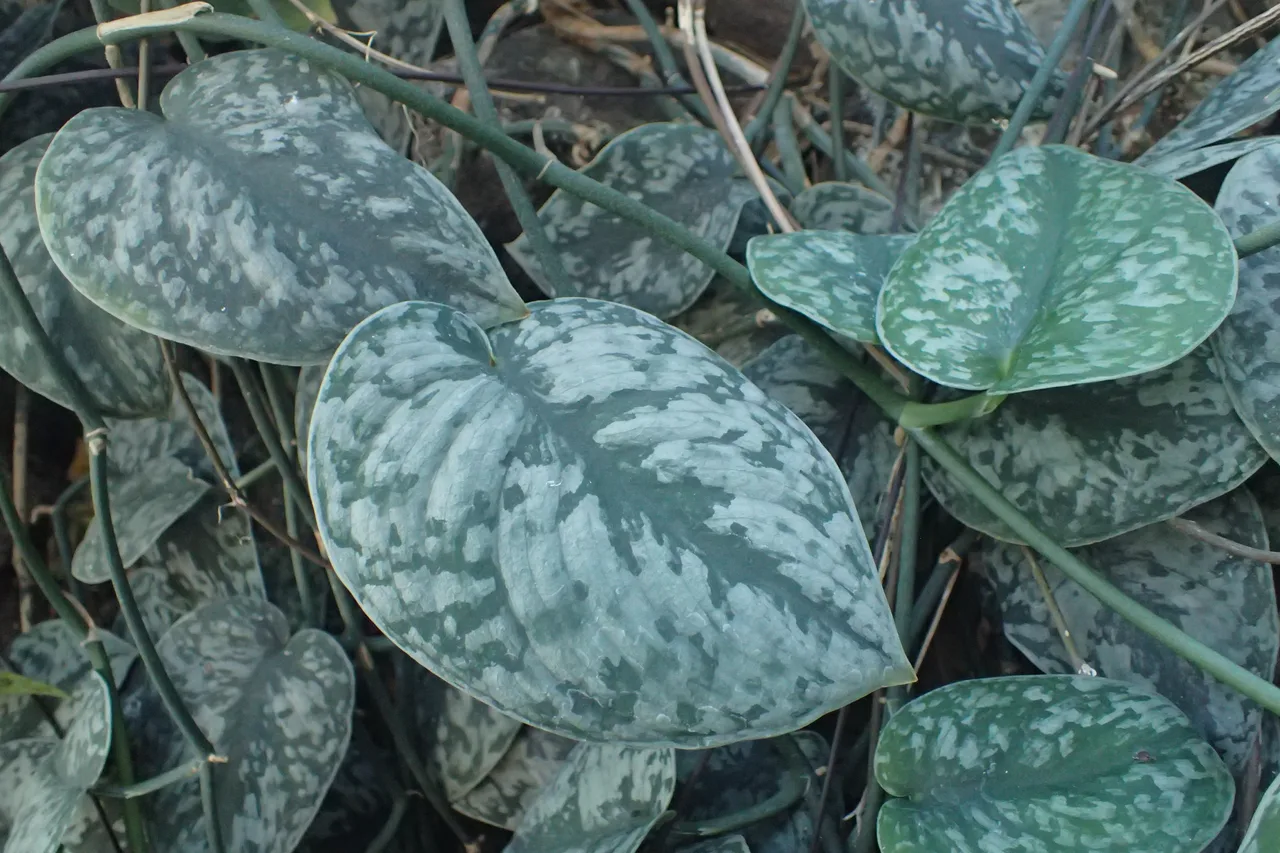 Scindapsus pictus (Satin Pothos) with characteristic silver-speckled heart-shaped leaves trailing on a vine