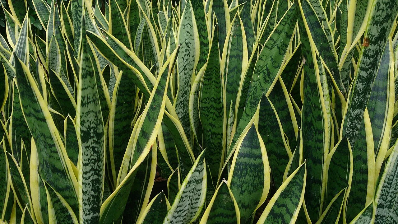 Snake plant with upright sword-shaped variegated green leaves