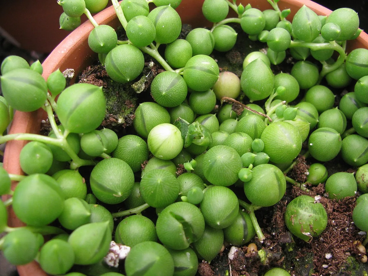 String of Pearls succulent with cascading strands of round green pearl-shaped leaves