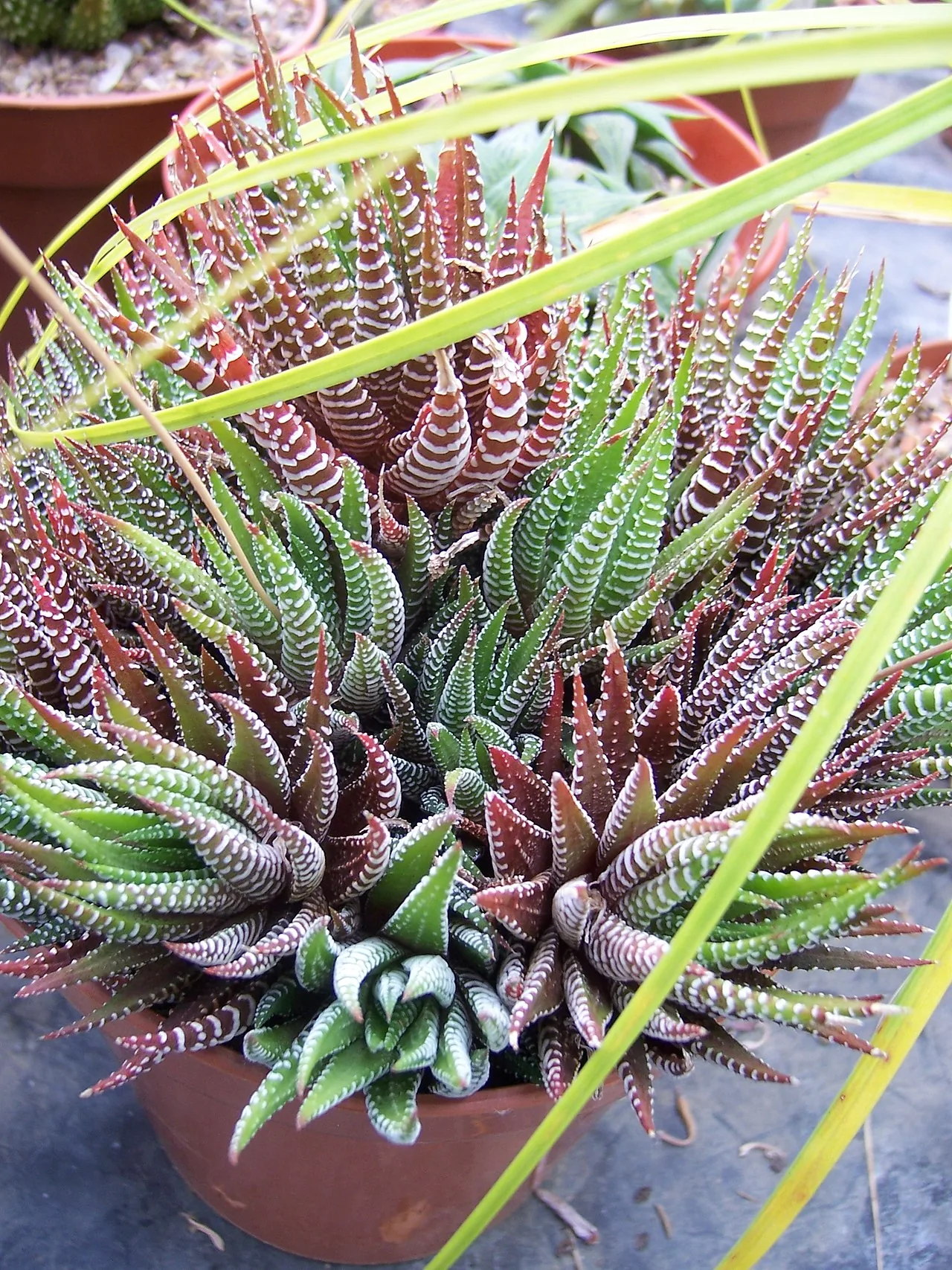 Zebra Haworthia (Haworthiopsis attenuata)