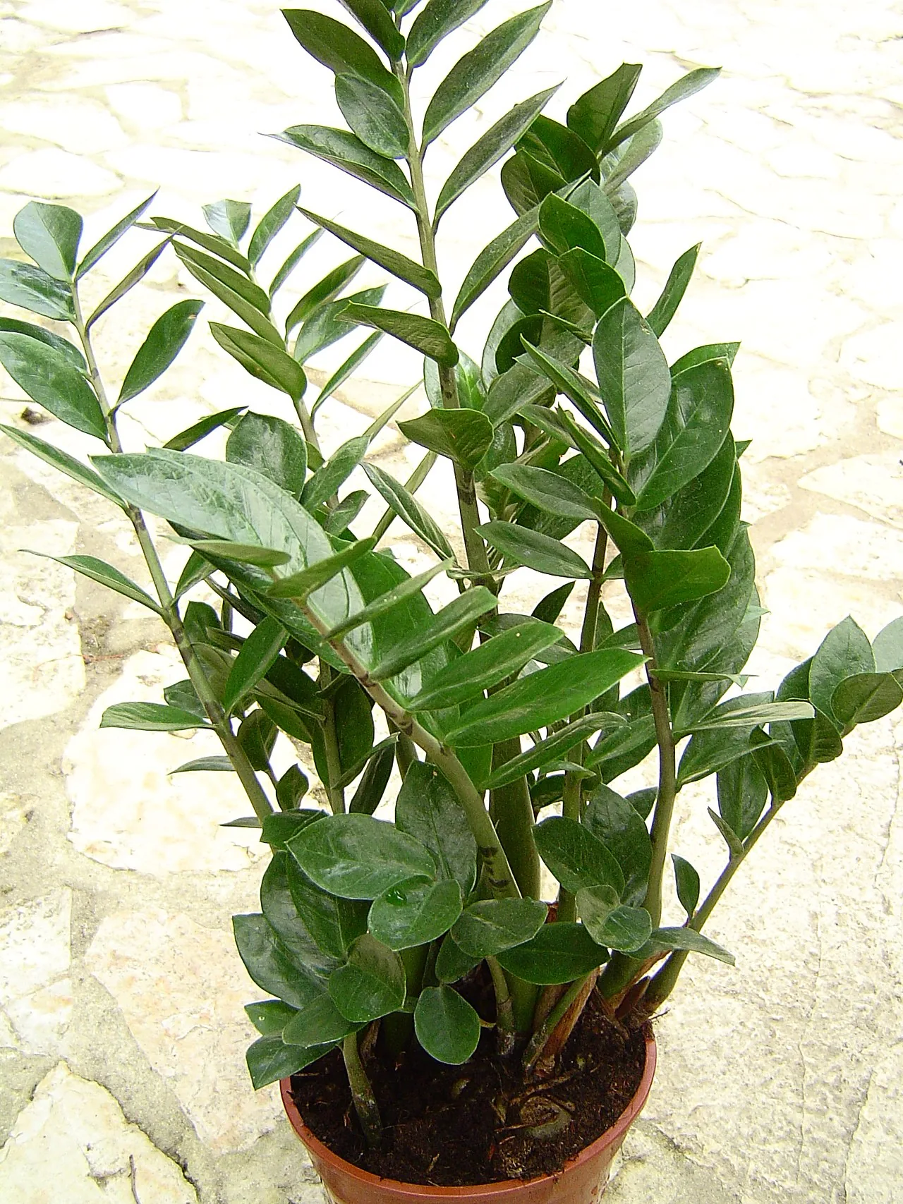ZZ plant with glossy upright stems and oval green leaflets